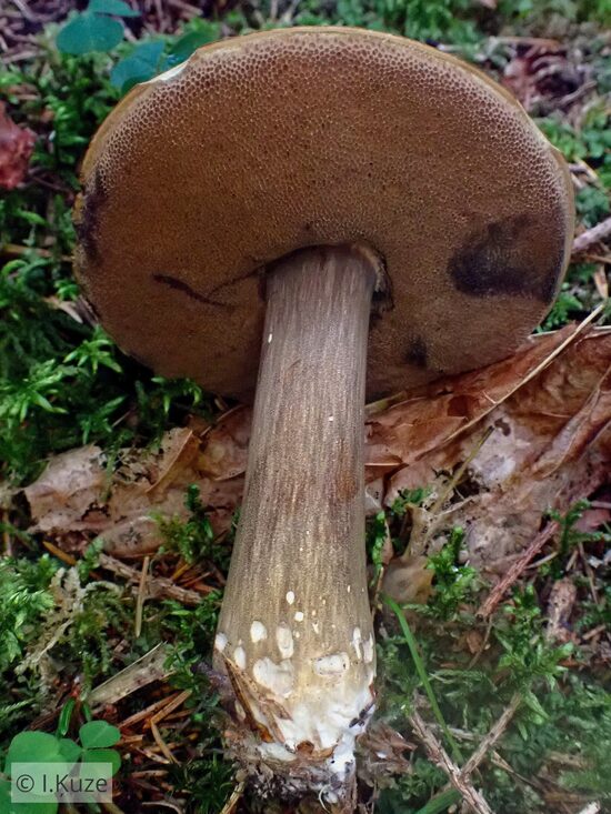 Porphyrellus porphyrosporus